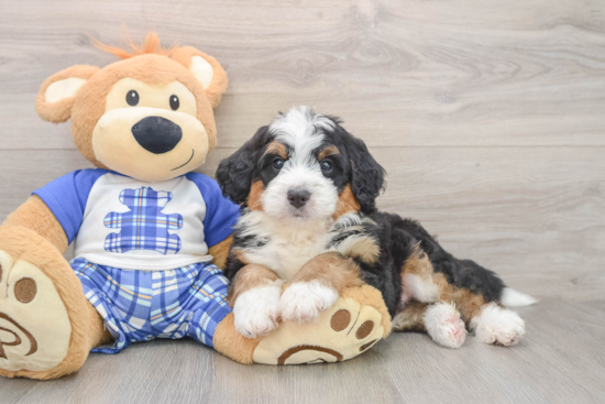 Playful Mini Berniedoodle Poodle Mix Puppy