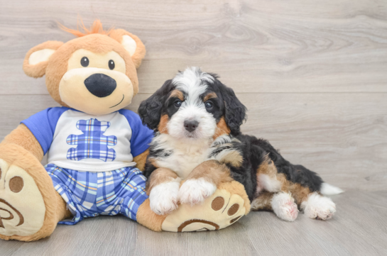 Playful Mini Berniedoodle Poodle Mix Puppy