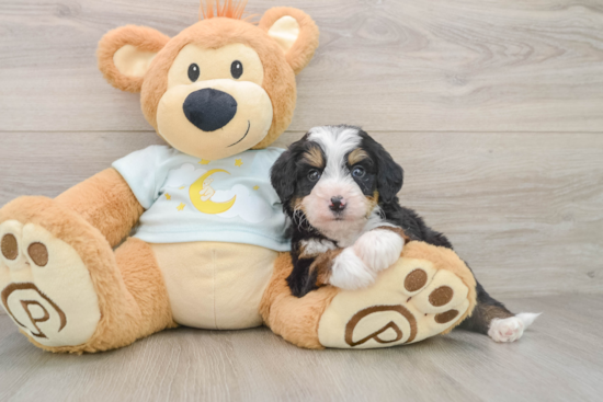 Smart Mini Bernedoodle Poodle Mix Pup