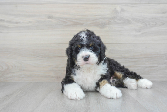 Mini Bernedoodle Puppy for Adoption