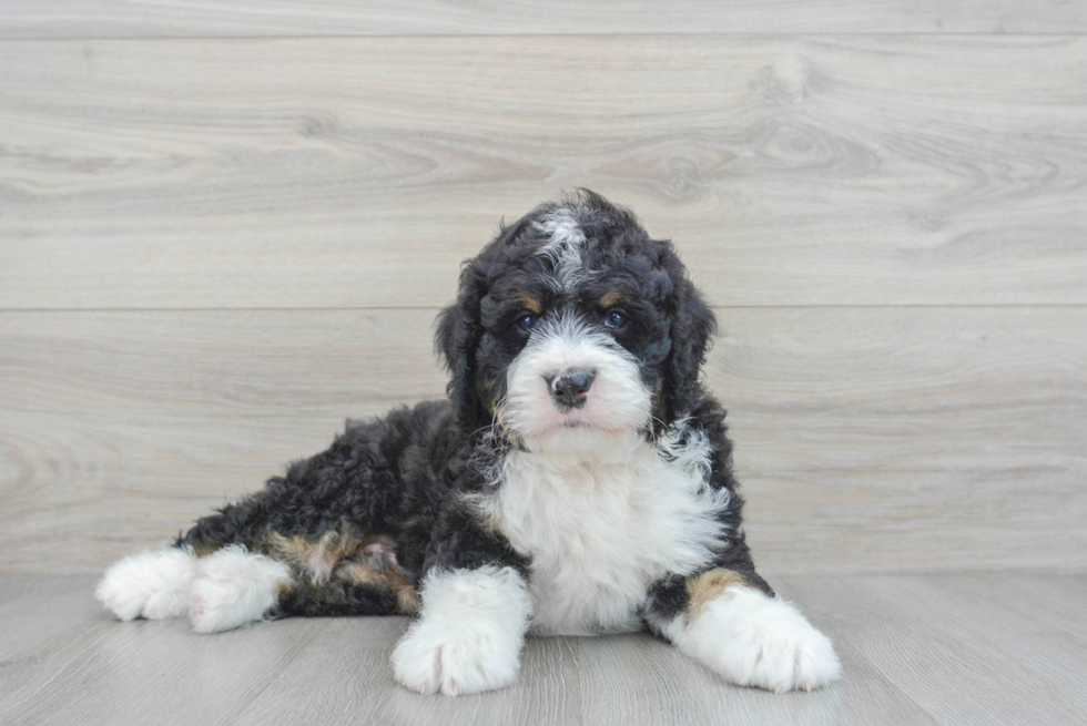 Mini Bernedoodle Puppy for Adoption