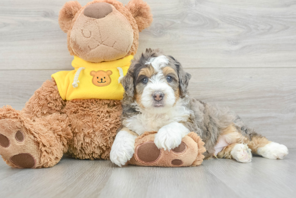 Friendly Mini Bernedoodle Baby