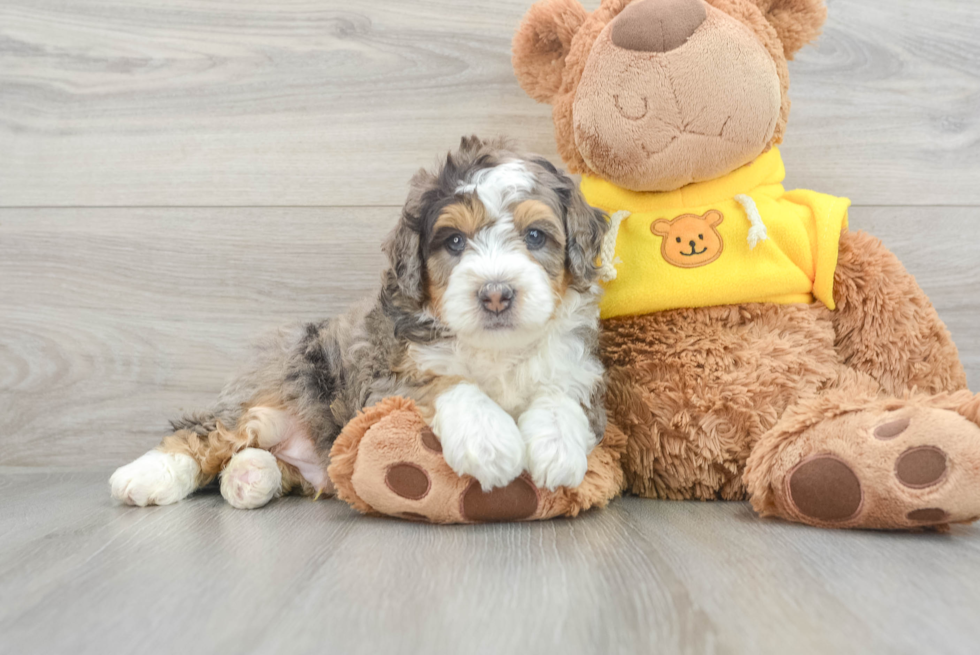 Energetic Mini Berniedoodle Poodle Mix Puppy