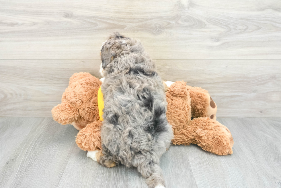 Energetic Mini Berniedoodle Poodle Mix Puppy