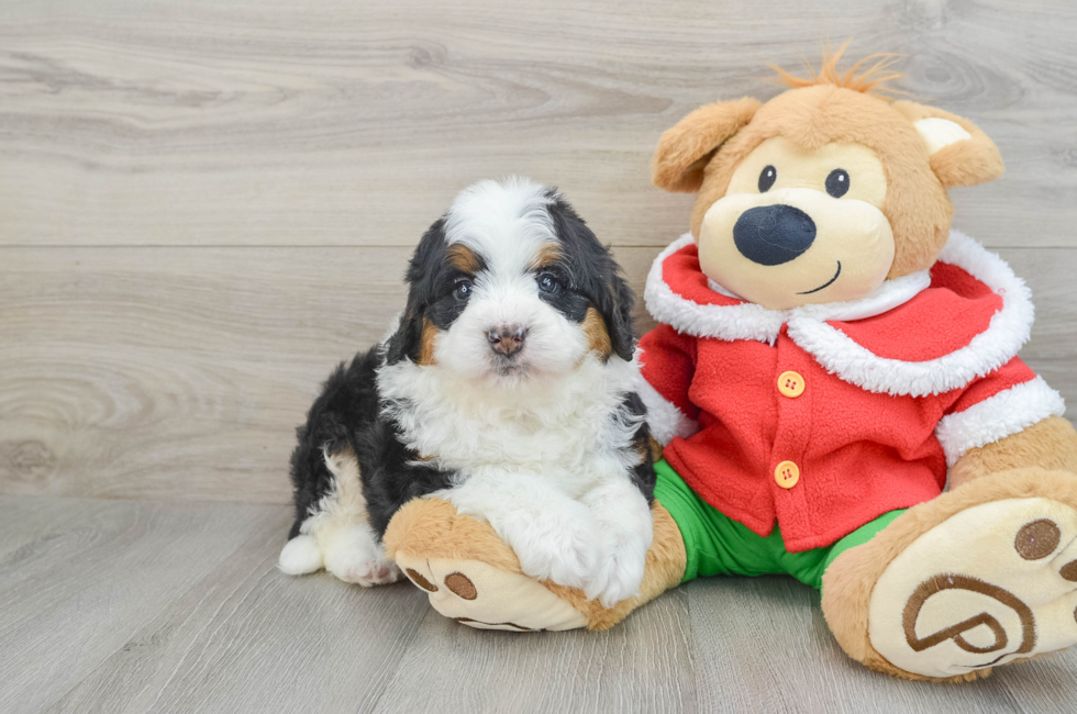 5 week old Mini Bernedoodle Puppy For Sale - Premier Pups