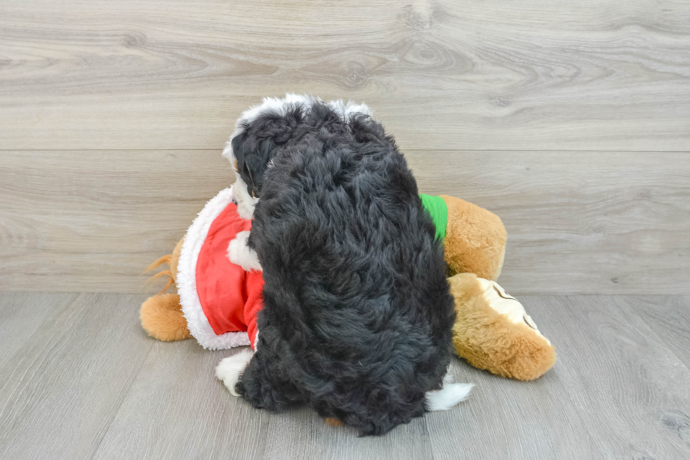 Mini Bernedoodle Pup Being Cute