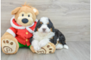 Fluffy Mini Bernedoodle Poodle Mix Pup