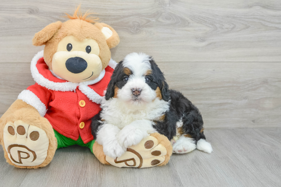 Fluffy Mini Bernedoodle Poodle Mix Pup