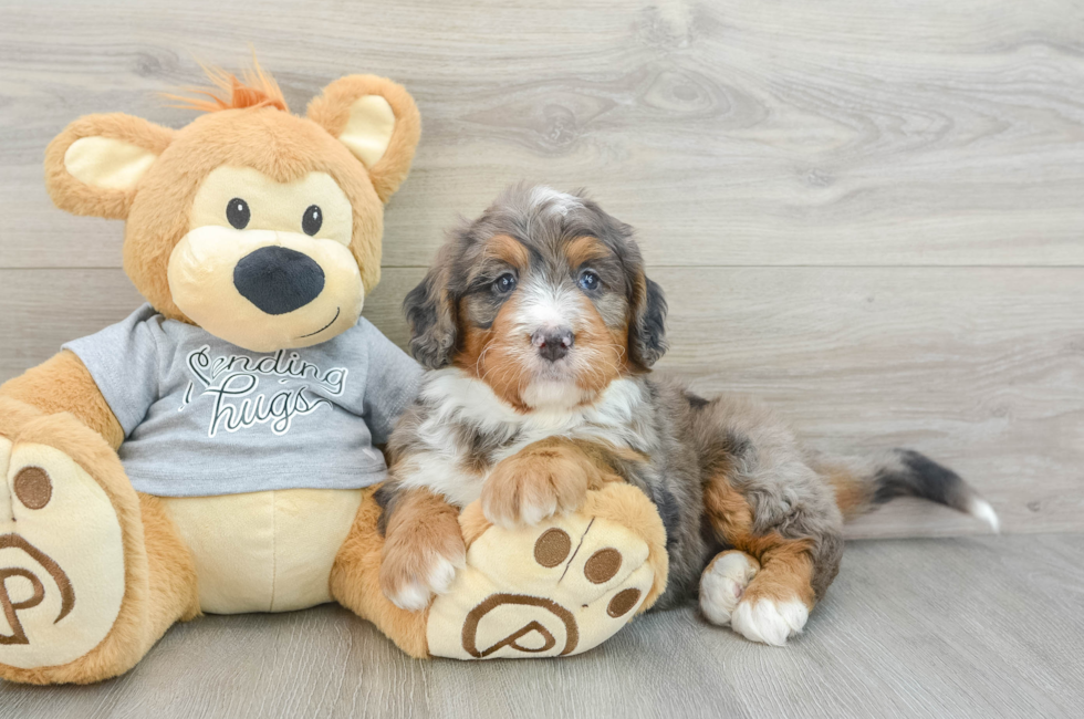 6 week old Mini Bernedoodle Puppy For Sale - Premier Pups