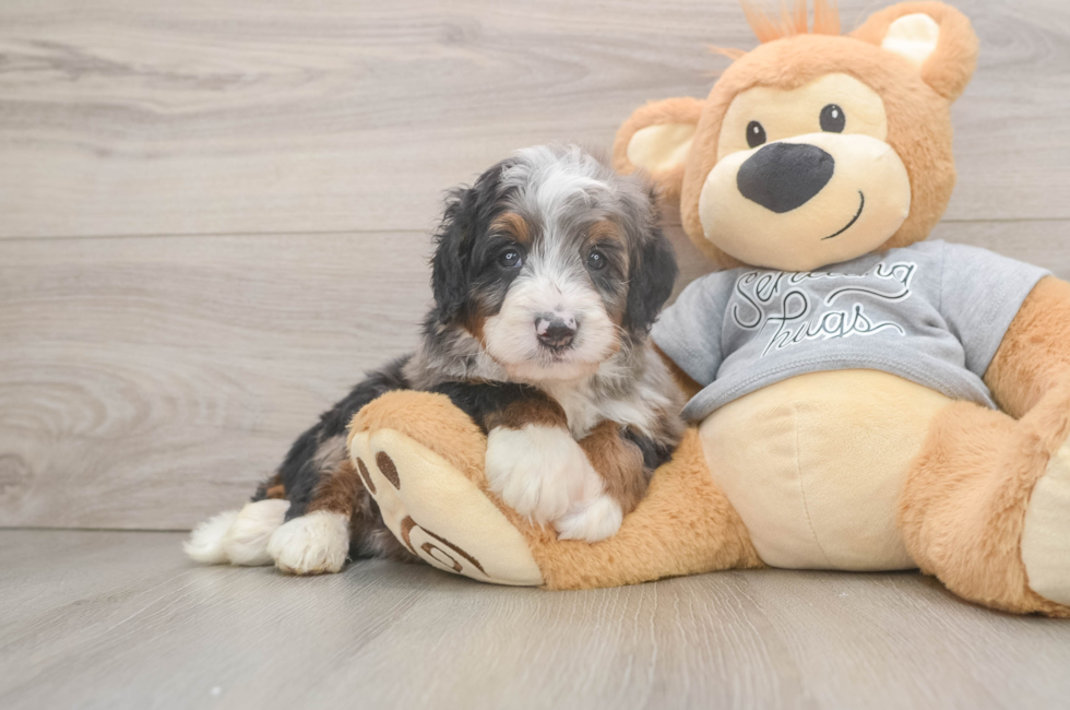 5 week old Mini Bernedoodle Puppy For Sale - Premier Pups