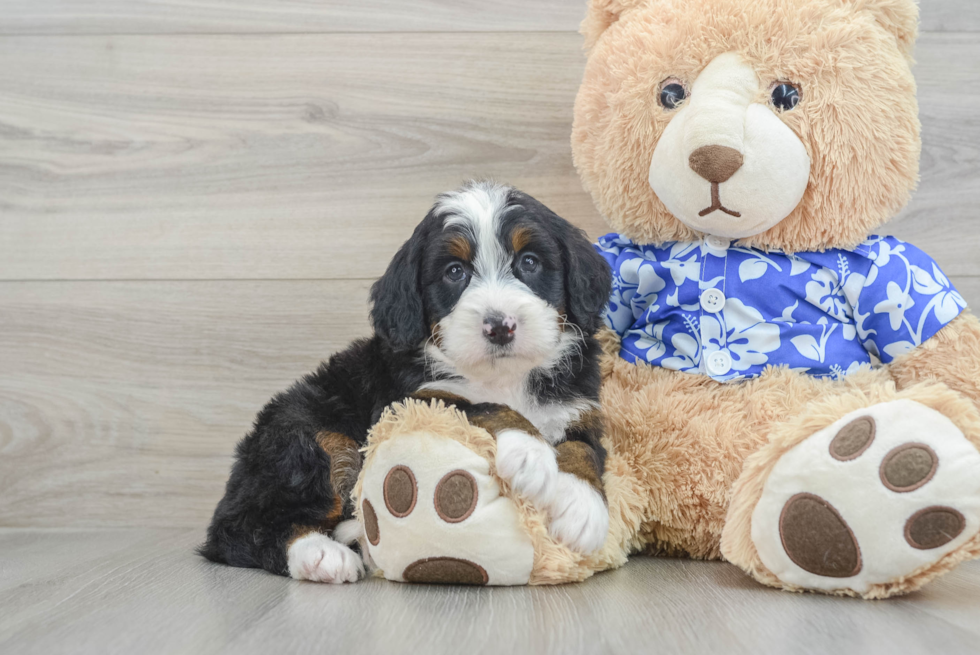 Sweet Mini Bernedoodle Baby