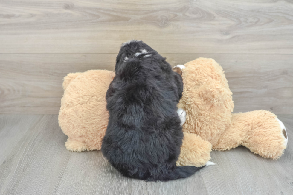 Mini Bernedoodle Puppy for Adoption