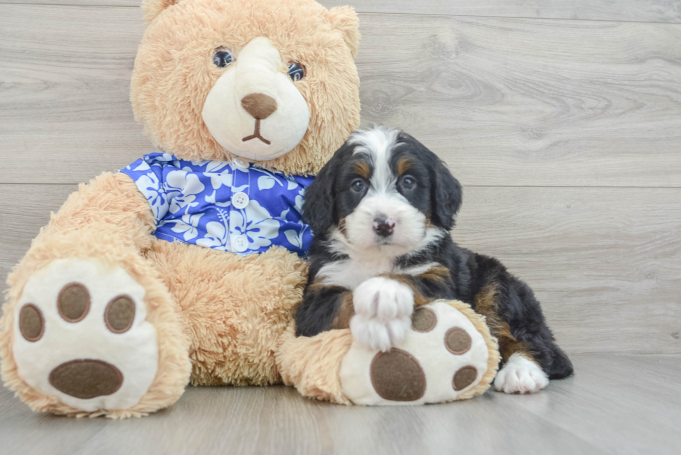 Petite Mini Bernedoodle Poodle Mix Pup