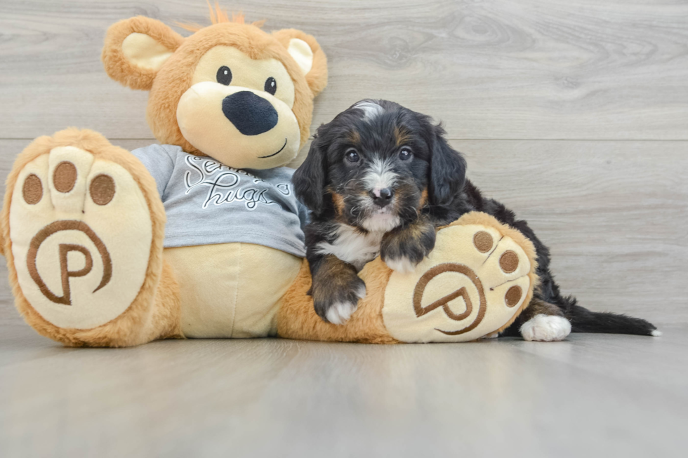 Smart Mini Bernedoodle Poodle Mix Pup