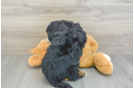 Playful Mini Bernadoodle Poodle Mix Puppy