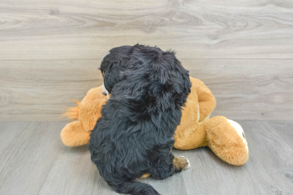 Playful Mini Bernadoodle Poodle Mix Puppy