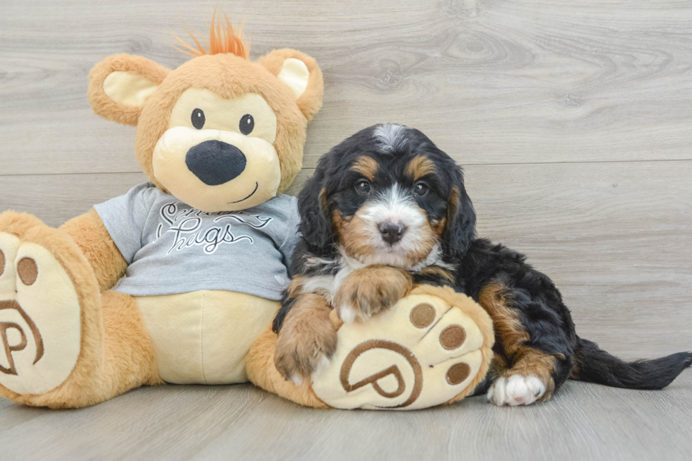 Hypoallergenic Mini Bernese Poodle Poodle Mix Puppy