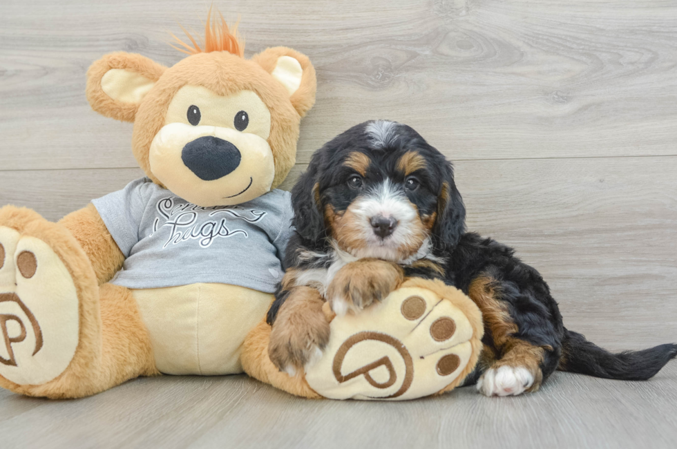 6 week old Mini Bernedoodle Puppy For Sale - Premier Pups