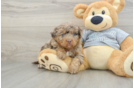 Best Mini Bernedoodle Baby