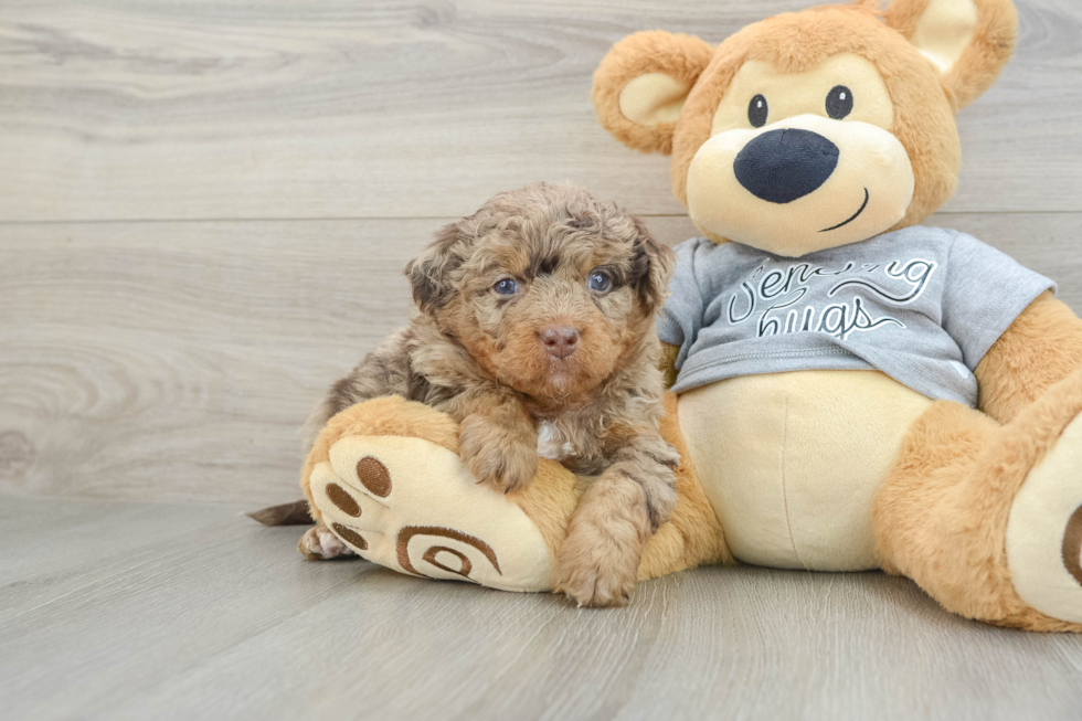 Best Mini Bernedoodle Baby