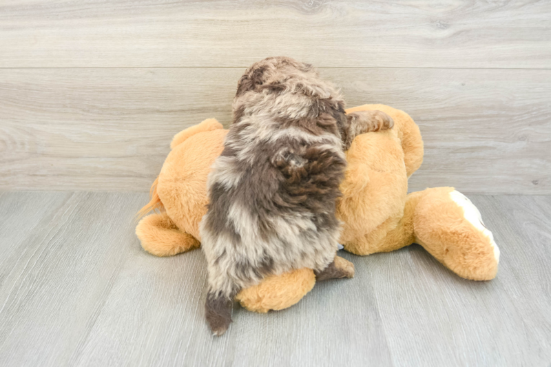 Meet Roblox - our Mini Bernedoodle Puppy Photo 2/3 - Premier Pups