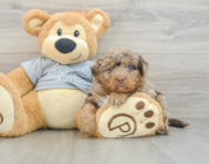 7 week old Mini Bernedoodle Puppy For Sale - Premier Pups