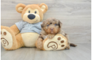 Energetic Mini Bernepoo Poodle Mix Puppy