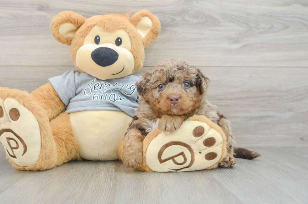 6 week old Mini Bernedoodle Puppy For Sale - Premier Pups