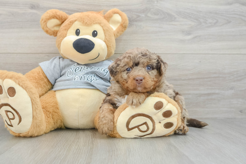 Meet Roblox - our Mini Bernedoodle Puppy Photo 3/3 - Premier Pups