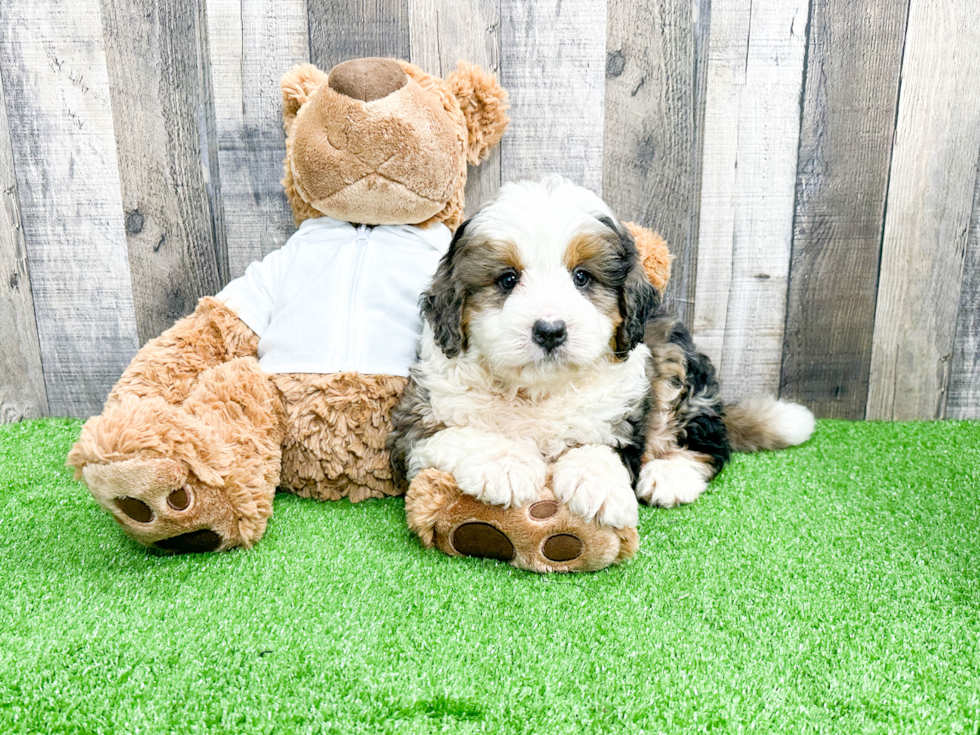 Happy Mini Bernedoodle Baby