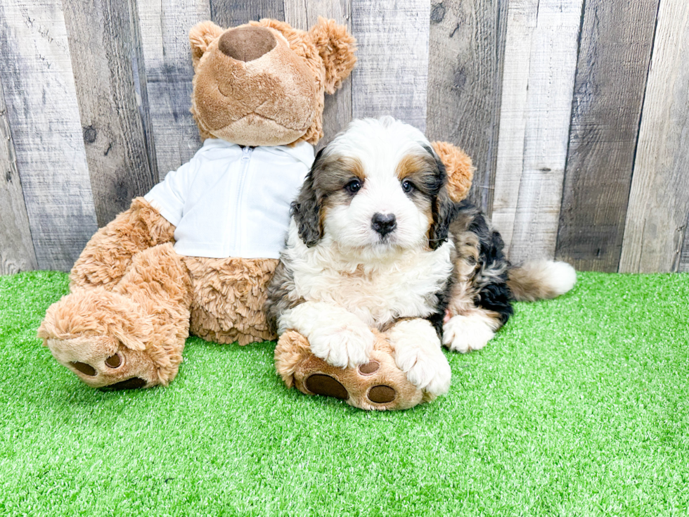 Popular Mini Bernedoodle Poodle Mix Pup