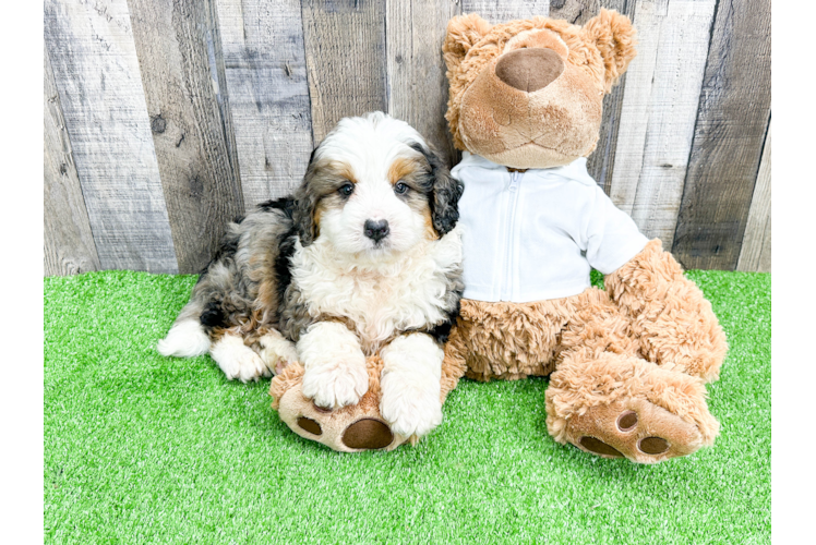 Little Mini Berniedoodle Poodle Mix Puppy