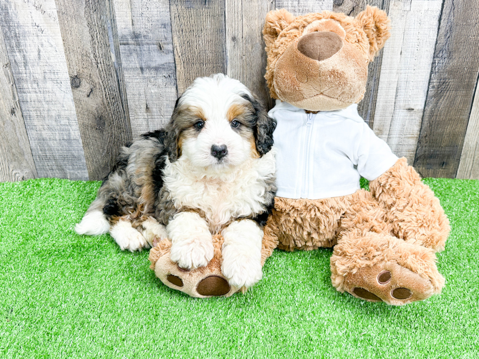 Little Mini Berniedoodle Poodle Mix Puppy