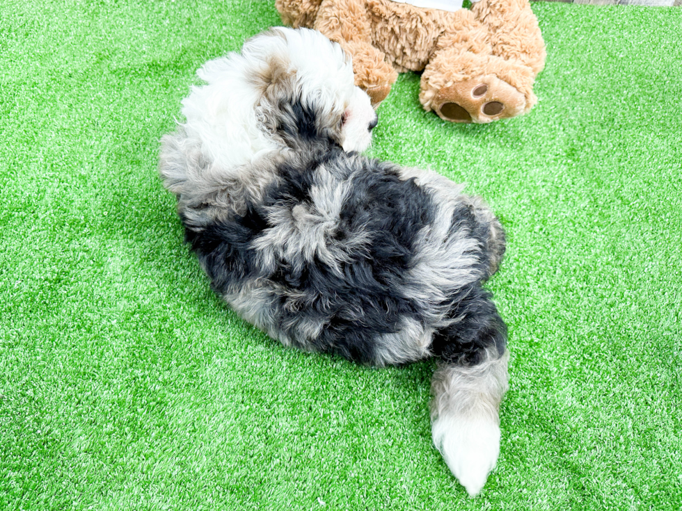 Playful Bernadoodle Poodle Mix Puppy