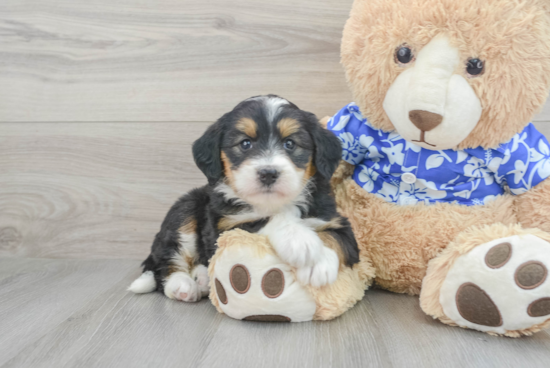 Mini Bernedoodle Pup Being Cute