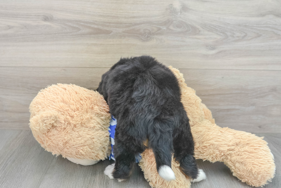 Best Mini Bernedoodle Baby