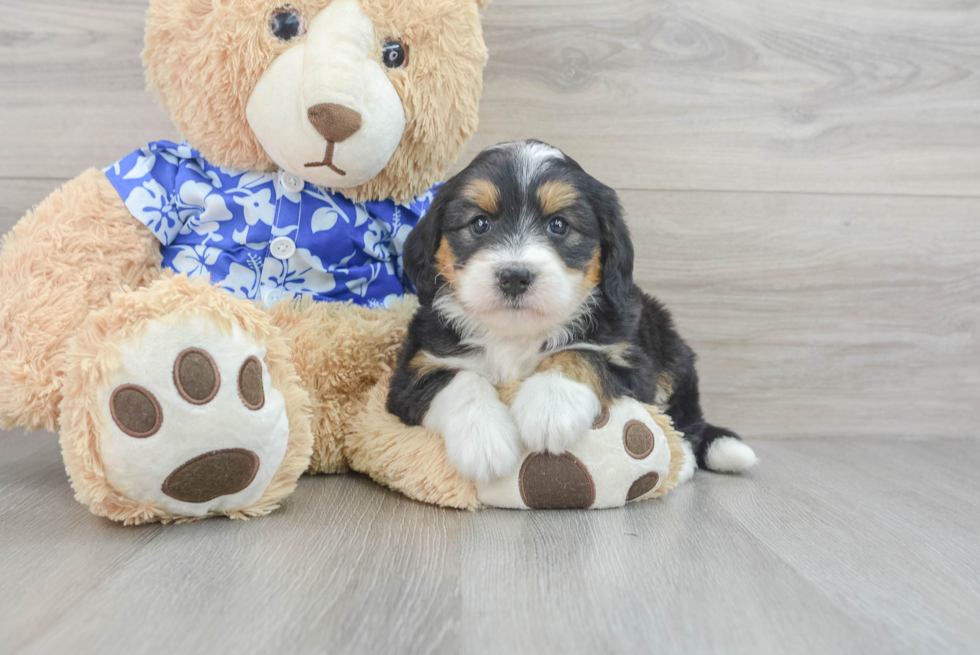 Mini Bernedoodle Puppy for Adoption