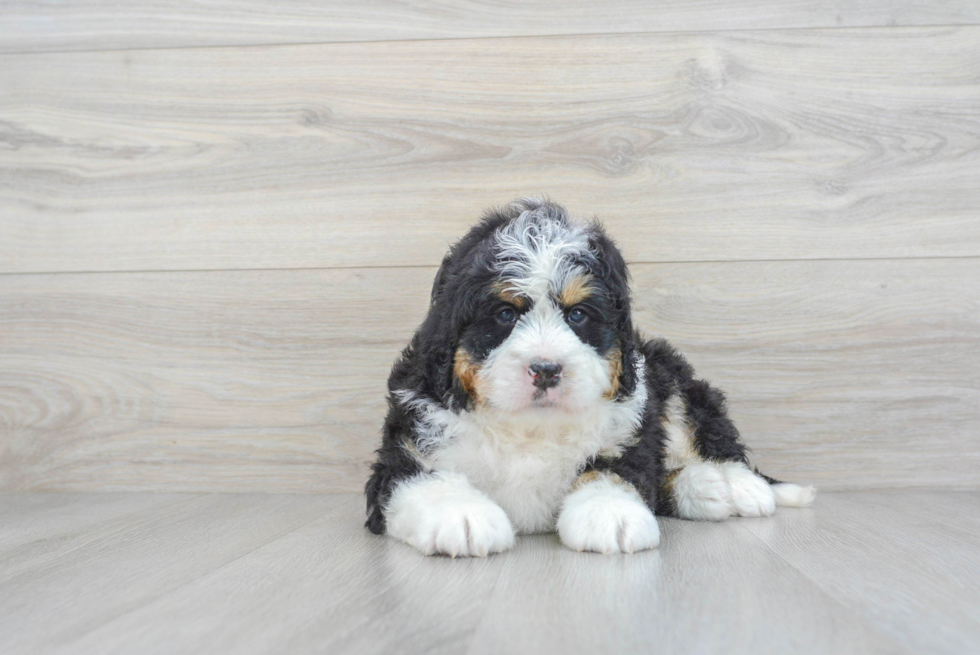 Cute Mini Bernedoodle Baby