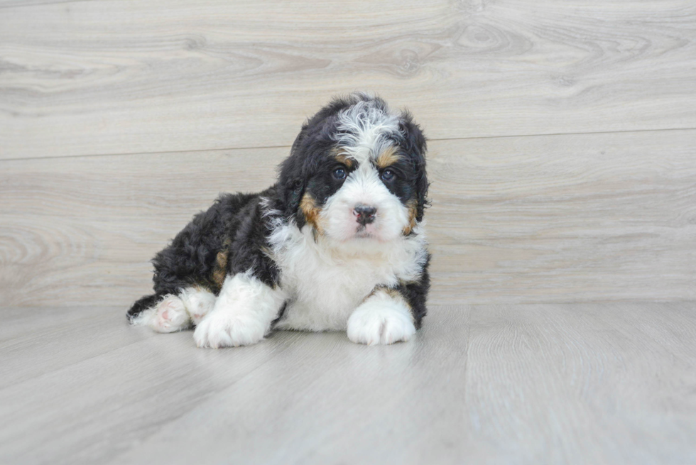 Best Mini Bernedoodle Baby