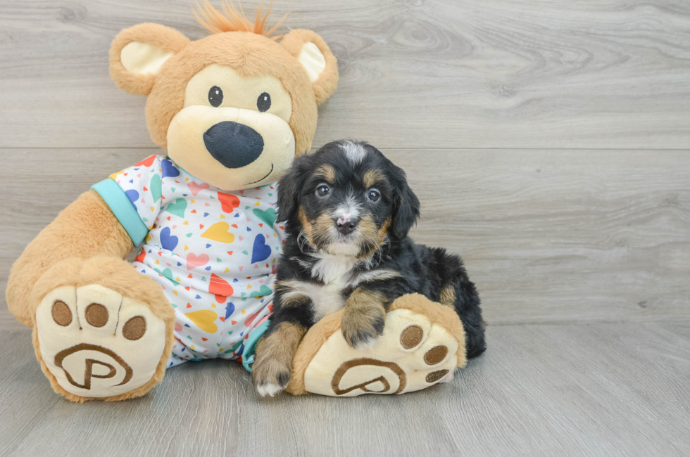 7 week old Mini Bernedoodle Puppy For Sale - Premier Pups