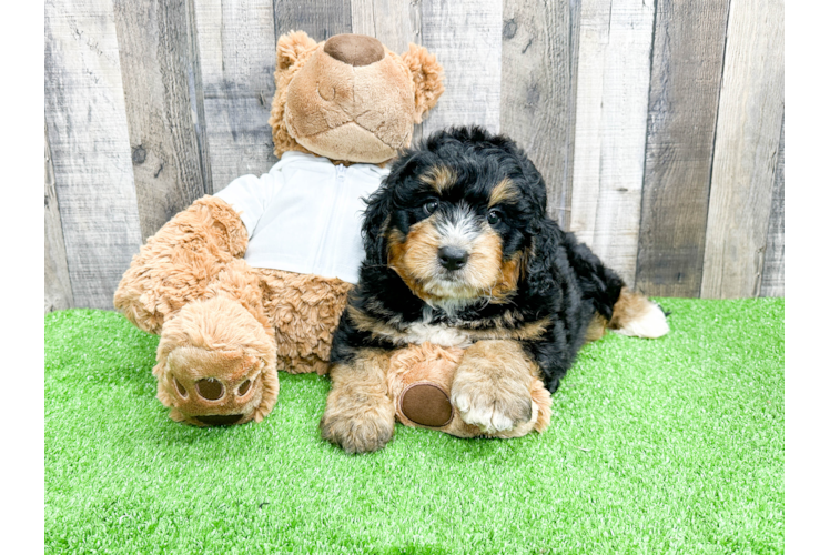 Mini Bernedoodle Pup Being Cute