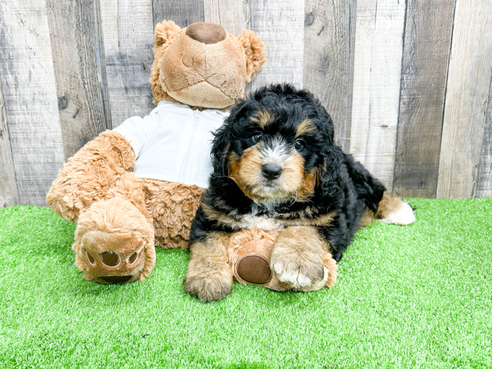 Mini Bernedoodle Pup Being Cute