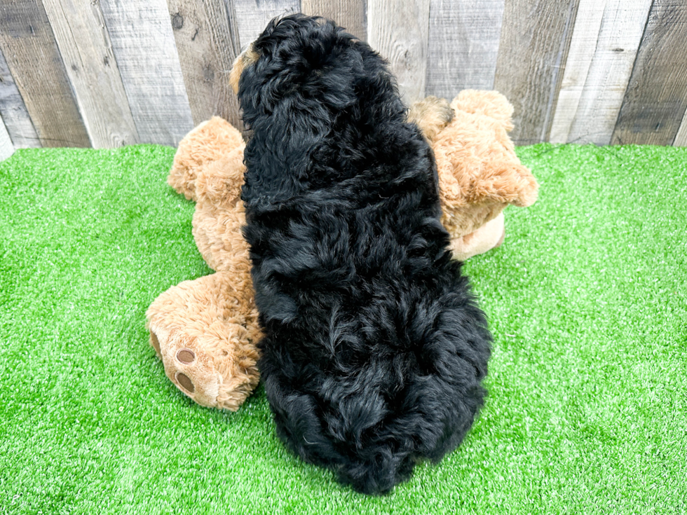 Best Mini Bernedoodle Baby