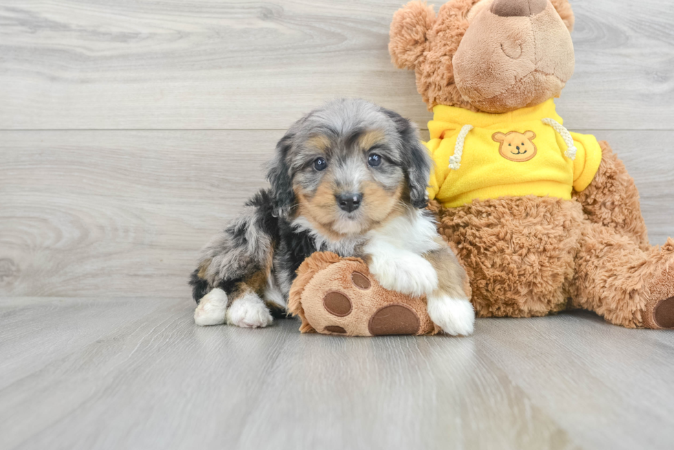 Mini Bernedoodle Pup Being Cute