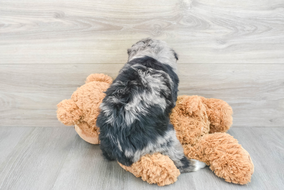 Mini Bernedoodle Pup Being Cute