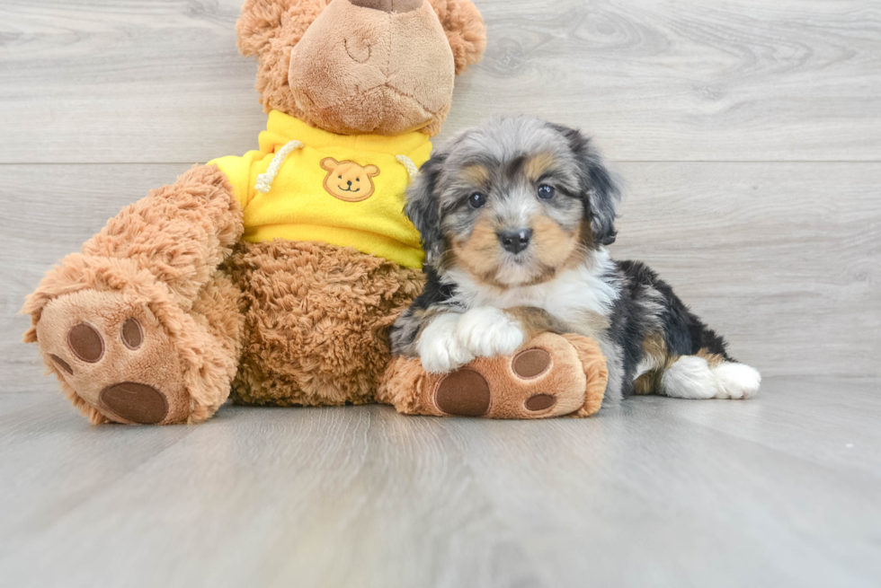 Friendly Mini Bernedoodle Baby