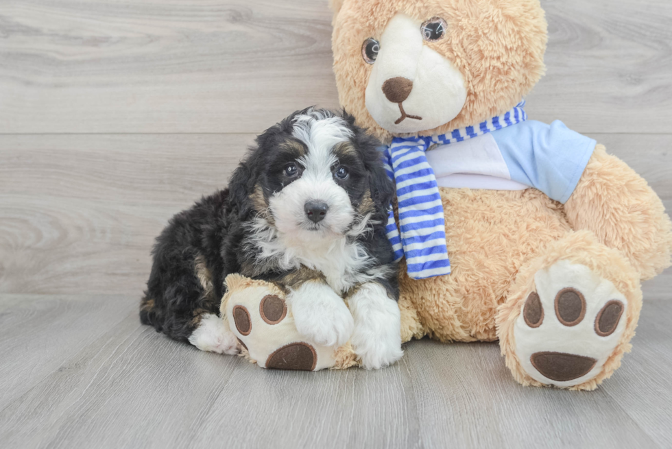 Mini Bernedoodle Pup Being Cute