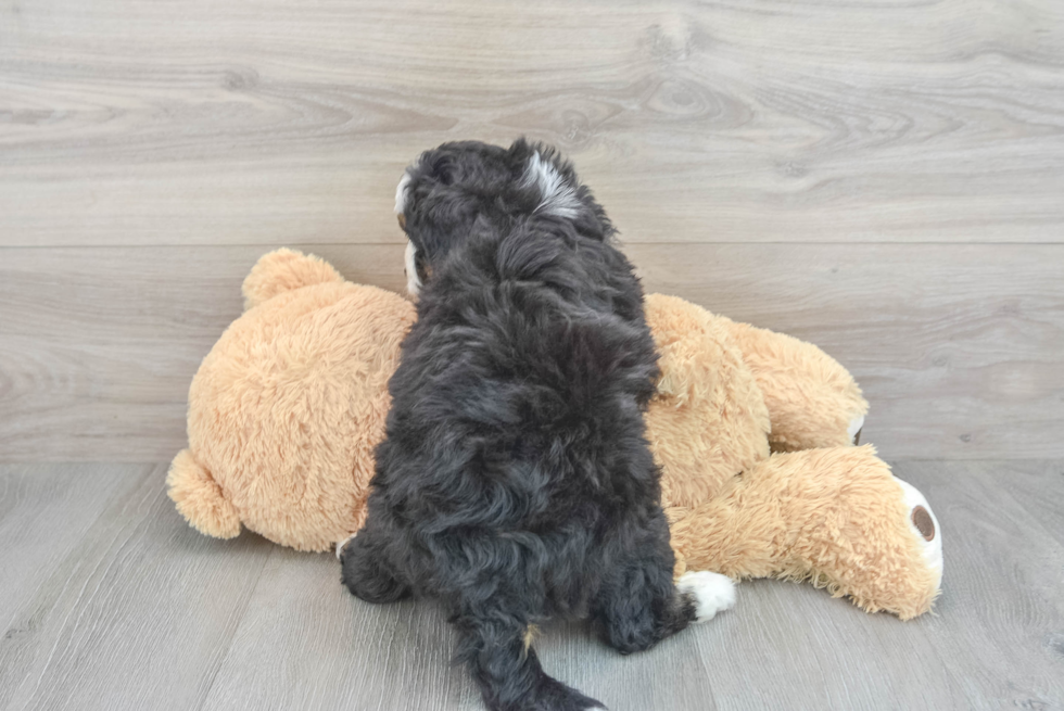 Smart Mini Bernedoodle Poodle Mix Pup