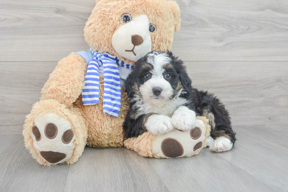 Sweet Mini Bernedoodle Baby