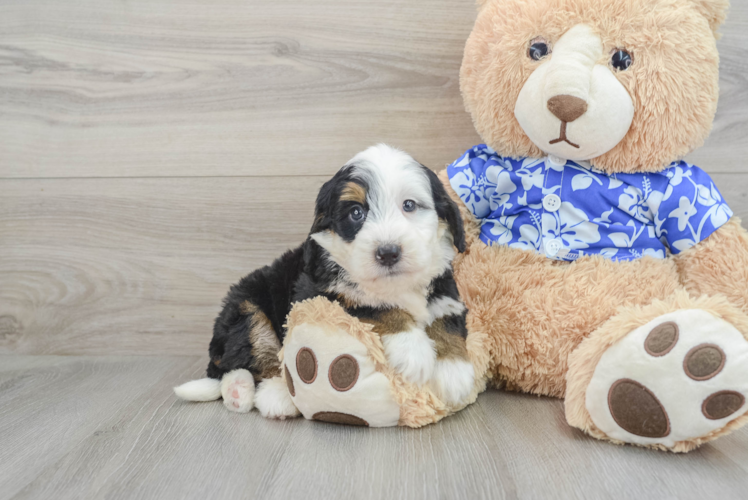 Mini Bernedoodle Puppy for Adoption